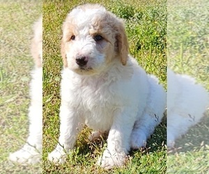 Goldendoodle-Poodle (Standard) Mix Puppy for Sale in TARBORO, North Carolina USA