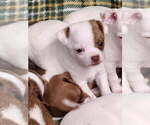 Small #1 Chihuahua