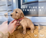 Small Photo #3 Golden Retriever Puppy For Sale in SEMINOLE, TX, USA