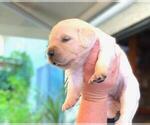 Small Photo #10 English Cream Golden Retriever Puppy For Sale in OCEANSIDE, CA, USA