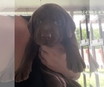 Small Photo #14 Labrador Retriever Puppy For Sale in SARASOTA, FL, USA