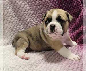 Olde English Bulldogge Puppy for sale in ATHOL, ID, USA