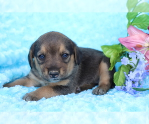 Beagle-Norwegian Elkhound Mix Puppy for sale in SHILOH, OH, USA