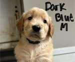 Puppy Dark Blue Golden Retriever