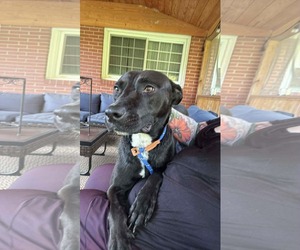 Mutt Dogs for adoption in Holly Springs, NC, USA