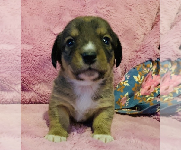 Medium Photo #10 Dorgi Puppy For Sale in HURST, IL, USA