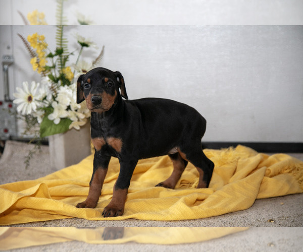 Medium Photo #1 Doberman Pinscher Puppy For Sale in NARVON, PA, USA