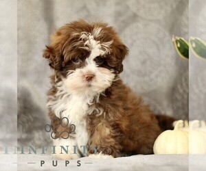 ShihPoo Puppy for sale in GORDONVILLE, PA, USA