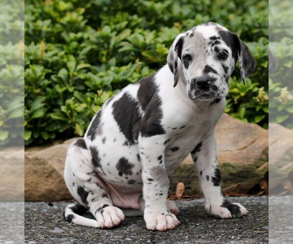 Medium Photo #3 Great Dane Puppy For Sale in LITITZ, PA, USA