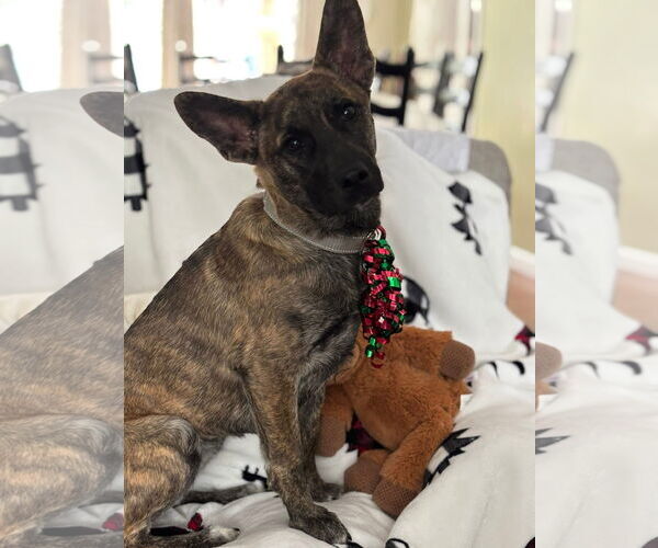 Medium Photo #2 Shepradors Puppy For Sale in Alexander, AR, USA