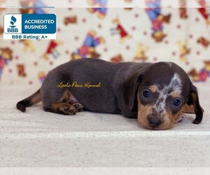 Dachshund Puppy for sale in WINNSBORO, LA, USA