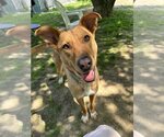 Small Labrador Retriever Mix