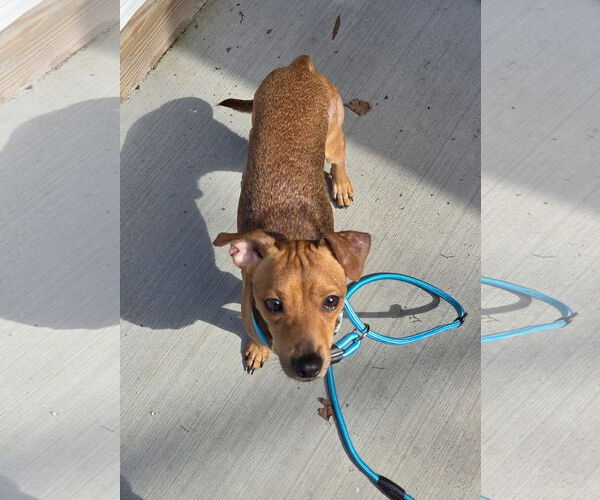 Medium Photo #3 Chihuahua-Unknown Mix Puppy For Sale in Virginia Beach, VA, USA