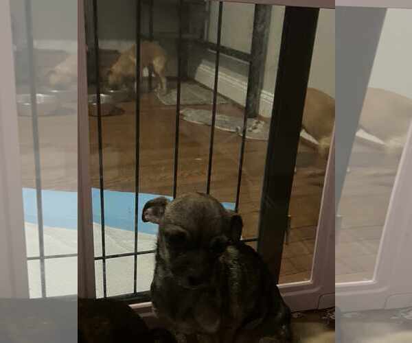 Medium Photo #8 Chihuahua Puppy For Sale in Holly Springs, NC, USA