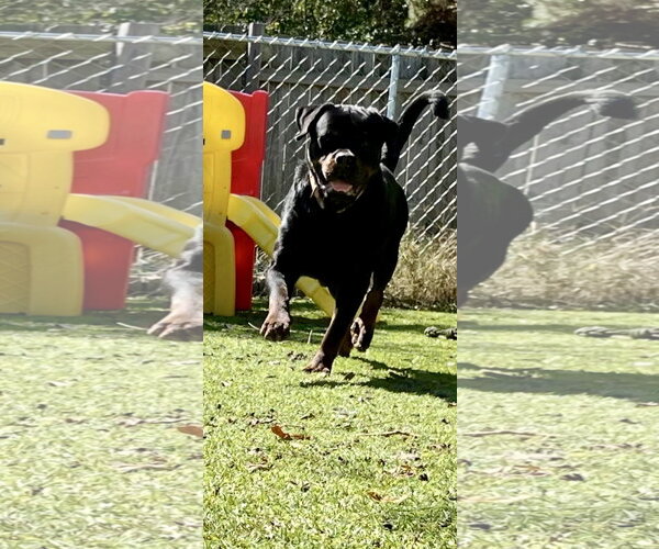 Medium Photo #11 Rottweiler Puppy For Sale in Mooresville, NC, USA