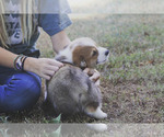 Small #14 Pembroke Welsh Corgi