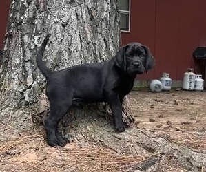 Labrador Retriever Puppy for Sale in NEWNAN, Georgia USA