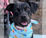 Small #9 Mountain Cur-Rat Terrier Mix