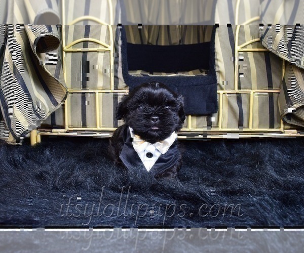 Medium Photo #4 Shih Tzu Puppy For Sale in HAYWARD, CA, USA