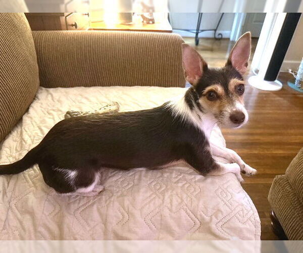 Medium Photo #3 Jack Russell Terrier-Unknown Mix Puppy For Sale in Rutherfordton, NC, USA