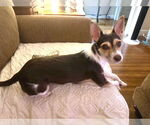 Small #2 Jack Russell Terrier Mix