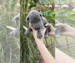 Small Photo #2 Great Dane Puppy For Sale in DOUBLE SPRINGS, AL, USA
