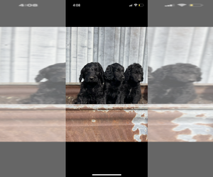 Labradoodle Puppy for sale in CHARITON, IA, USA