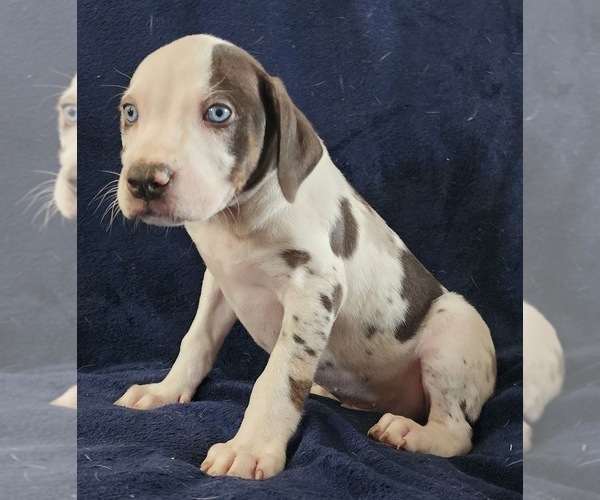 Medium Photo #22 Catahoula Leopard Dog Puppy For Sale in CUMBY, TX, USA