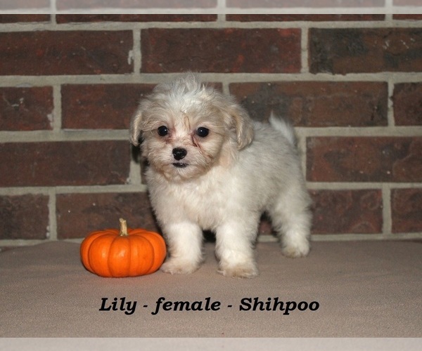 Medium Photo #2 ShihPoo Puppy For Sale in CLARKRANGE, TN, USA