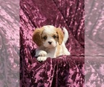 Image preview for Ad Listing. Nickname: Prince