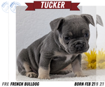 Puppy Tucker French Bulldog