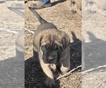 Small #7 Mastiff