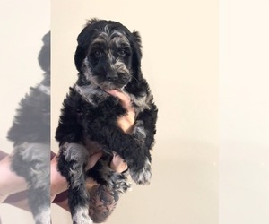 Goldendoodle (Miniature) Litter for sale in SUMMERTOWN, TN, USA