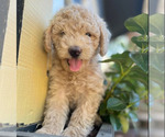 Puppy 2 Goldendoodle (Miniature)