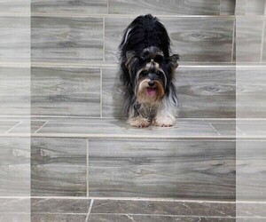 Father of the Yorkshire Terrier puppies born on 11/27/2025