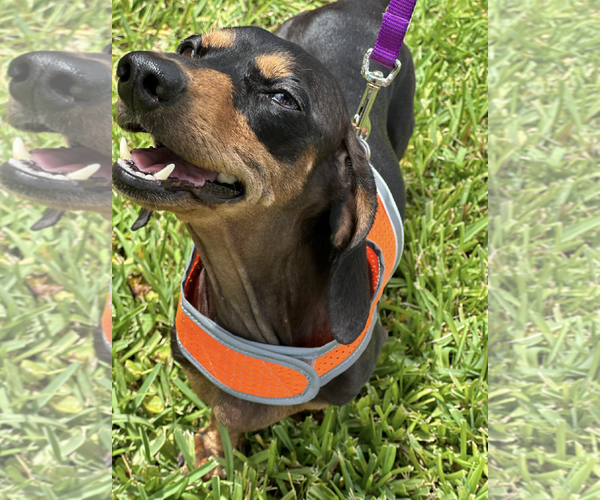 Medium Photo #5 Dachshund Puppy For Sale in Weston, FL, USA