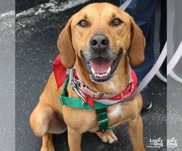 Medium Photo #19 Mutt Puppy For Sale in Washington, DC, USA