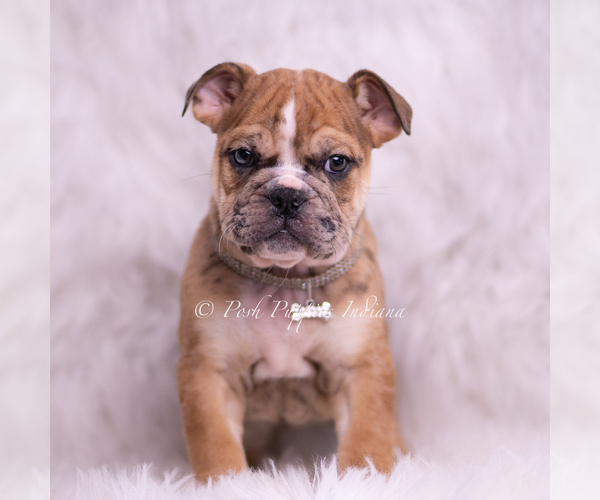 Medium Photo #4 Bulldog Puppy For Sale in WARSAW, IN, USA