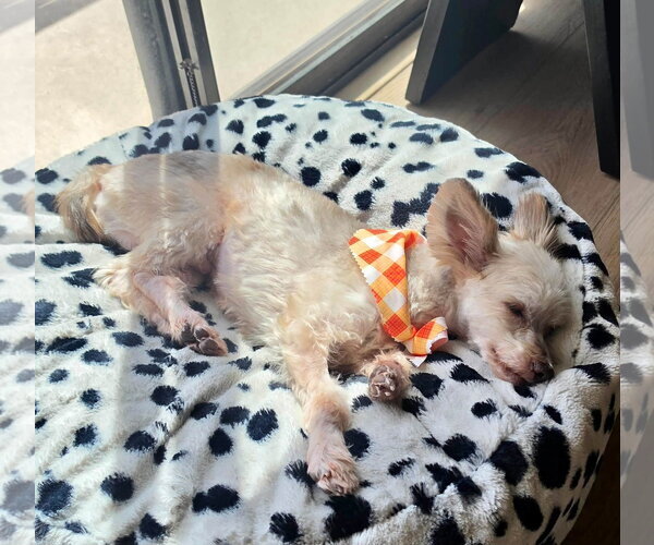 Medium Photo #3 Maltese-Unknown Mix Puppy For Sale in Cave Creek, AZ, USA