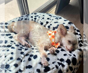Bennett - Male Maltese-Unknown Mix Dog for Adoption - Photo #3