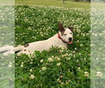 Small #4 American Pit Bull Terrier Mix