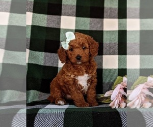 Goldendoodle (Miniature) Puppy for sale in CHRISTIANA, PA, USA