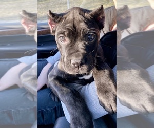Cane Corso Puppy for sale in ALLENTOWN, PA, USA