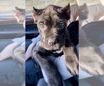 Small Photo #1 Cane Corso Puppy For Sale in ALLENTOWN, PA, USA
