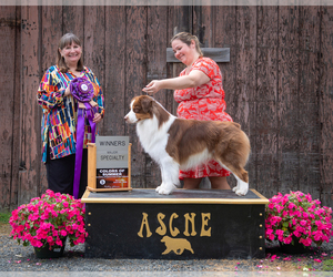 Father of the Australian Shepherd puppies born on 06/26/2026