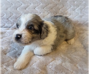 Aussiedoodle Puppy for sale in WILLS POINT, TX, USA