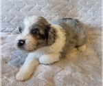 Image preview for Ad Listing. Nickname: Atticus