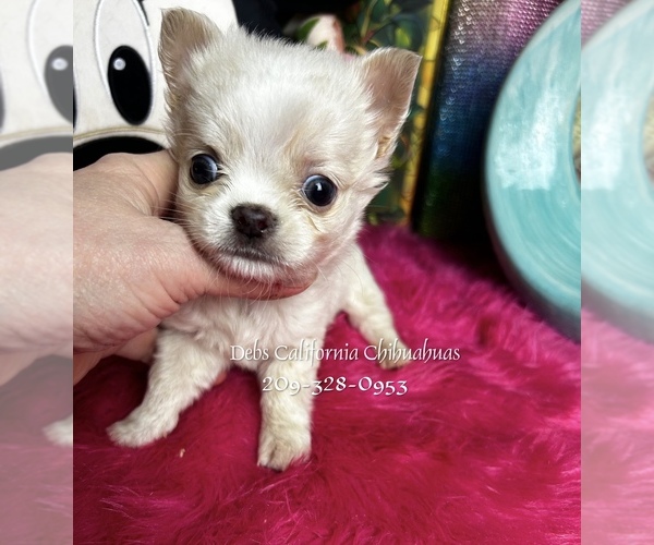 Medium Photo #4 Chihuahua Puppy For Sale in TRACY, CA, USA