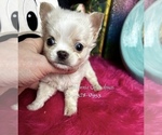 Small #3 Chihuahua