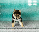 Small #4 Shiba Inu